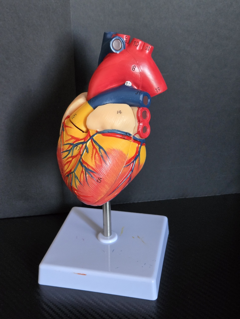 Cardiac Anatomy Human Heart Model Life Size 2 Parts 1:1 34 Numbered Structures